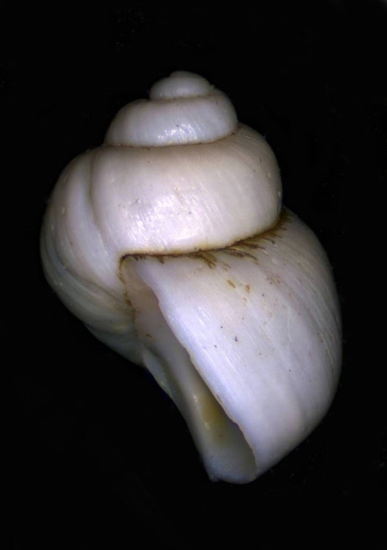 Forse Hydrobiidae